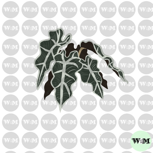 Plant Lady - Alocasia Leaves