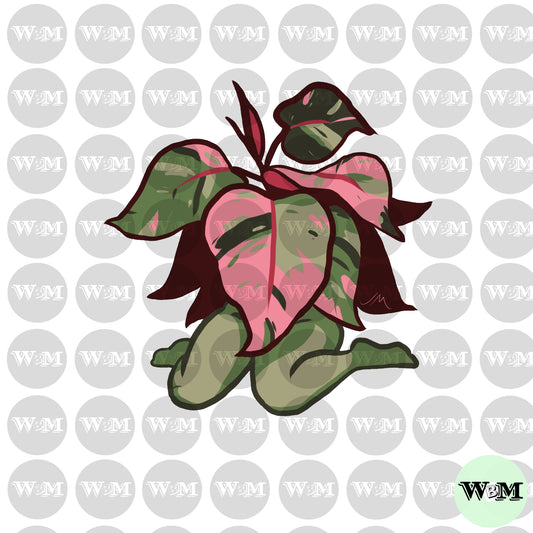 Plant Lady - Philodendron Pink Princess