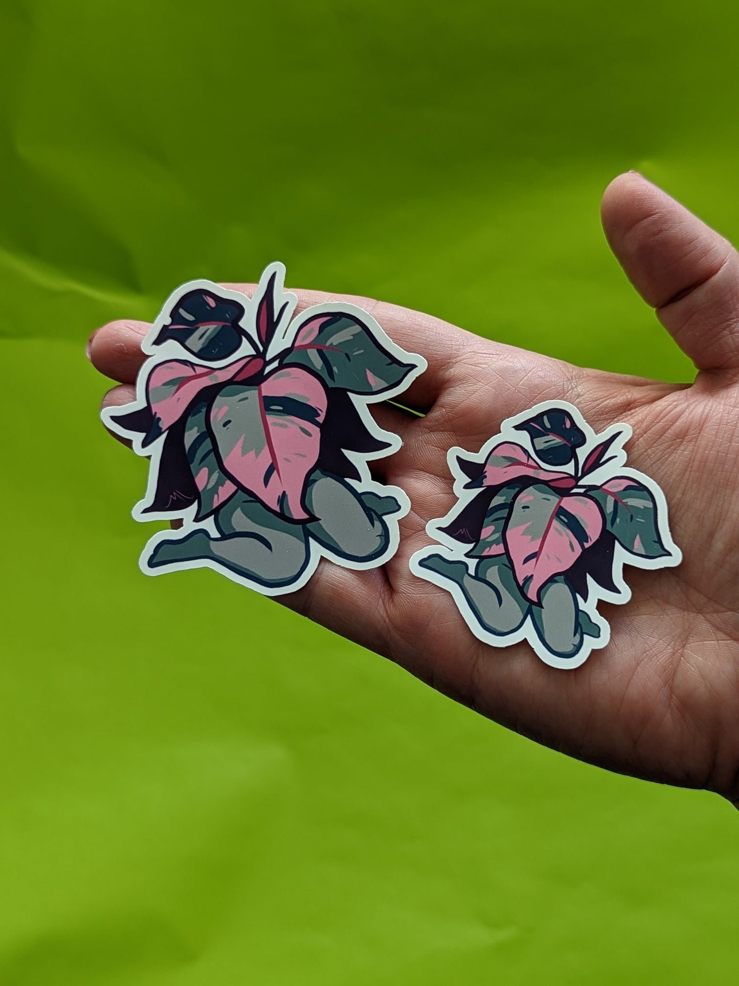 Plant Lady - Philodendron Pink Princess