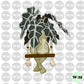 Plant Lady - Alocasia